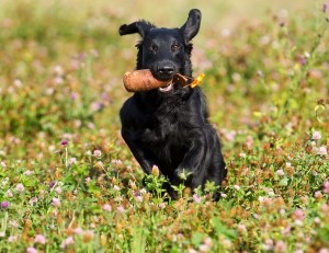 DZŽ Pomurja poziva k sterilizaciji oz. kastraciji psov in mačk